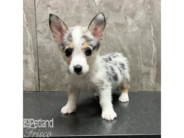 Pembroke Welsh Corgi-Dog-Male-Merle-31166-Petland Frisco, Texas