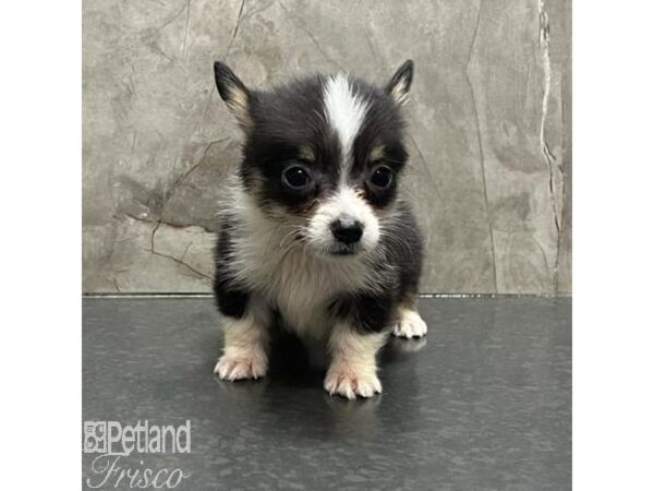 Pembroke Welsh Corgi-Dog-Female-Tri-31167-Petland Frisco & Mckinney, Texas