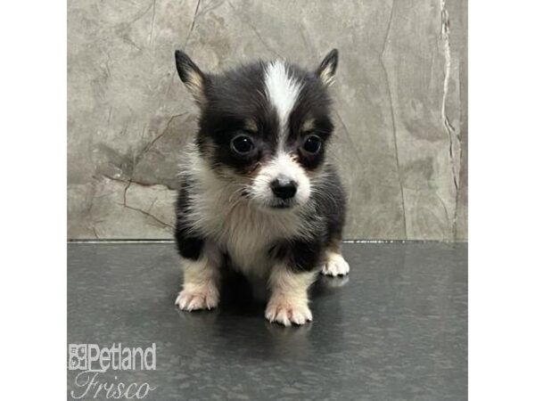 Pembroke Welsh Corgi-Dog-Female-Tri-31167-Petland Frisco, Texas