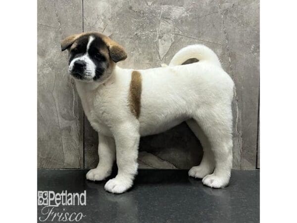 [#31178] Pinto Female Akita Puppies For Sale