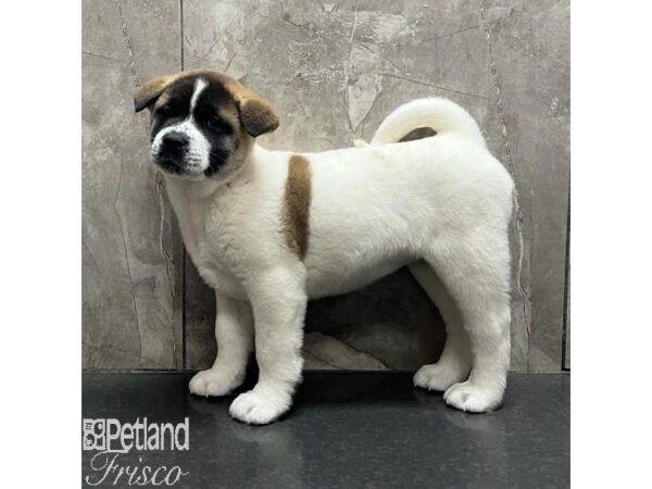 Akita Dog Female Pinto 31178 Petland Frisco, Texas