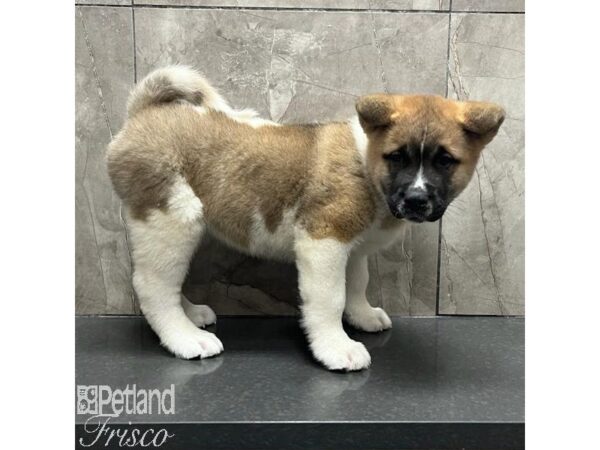 Akita Dog Male Pinto 31180 Petland Frisco, Texas