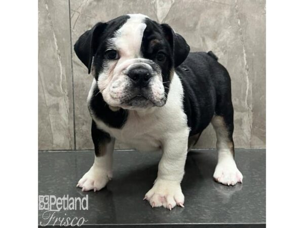 English Bulldog-Dog-Male-White and Black-31181-Petland Frisco, Texas