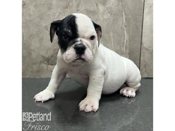 English Bulldog-Dog-Male-White and Black-31182-Petland Frisco & Mckinney, Texas