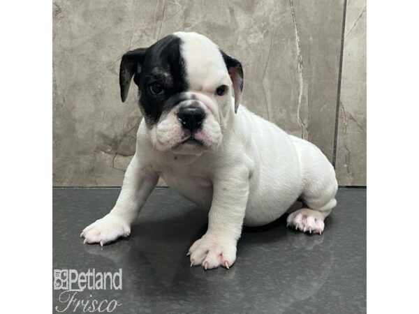 English Bulldog Dog Male White and Black 31182 Petland Frisco, Texas