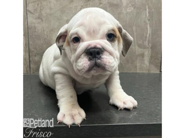 English Bulldog-Dog-Female-White and Black-31183-Petland Frisco & Mckinney, Texas