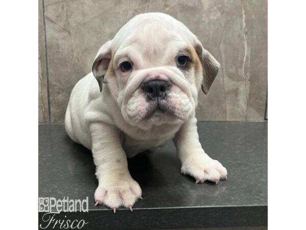 English Bulldog Dog Female White and Black 31183 Petland Frisco, Texas