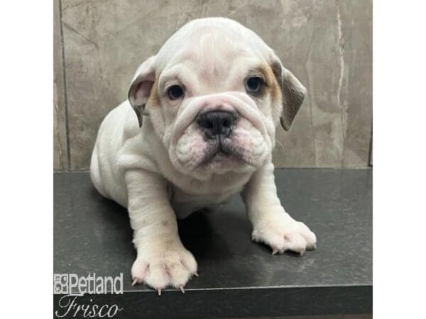 [#31183] White and Black Female English Bulldog Puppies For Sale