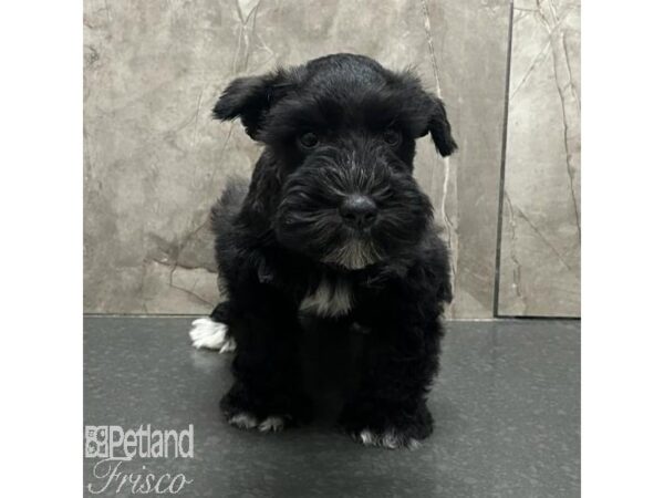 Miniature Schnauzer Dog Male Black 31184 Petland Frisco, Texas