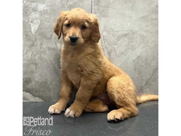 Golden Retriever Dog Female Gold 31185 Petland Frisco, Texas