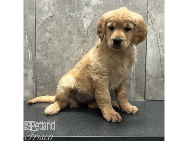 Golden Retriever-Dog-Female-Gold-31186-Petland Frisco & Mckinney, Texas
