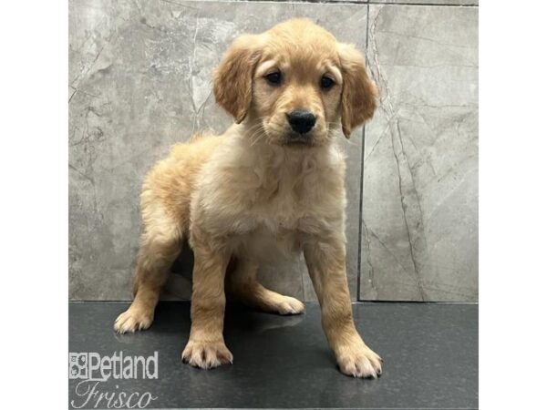 Golden Retriever Dog Female Gold 31187 Petland Frisco, Texas