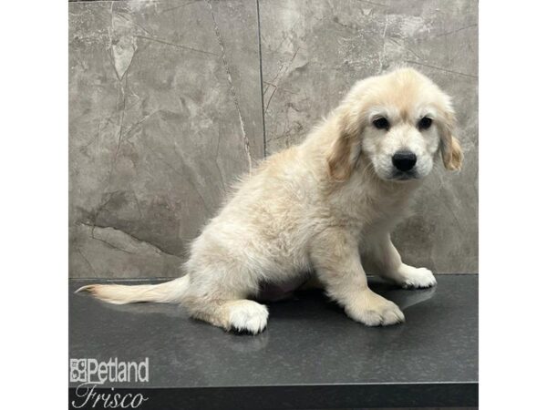 Golden Retriever-Dog-Male-Light Golden-31188-Petland Frisco & Mckinney, Texas