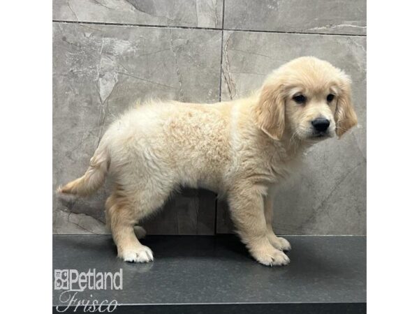 Golden Retriever Dog Male Light Golden 31189 Petland Frisco, Texas