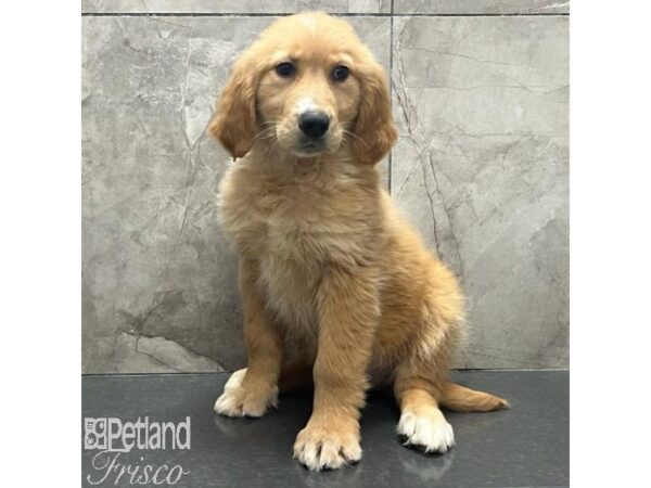 Golden Retriever-Dog-Female-Golden-31190-Petland Frisco & Mckinney, Texas