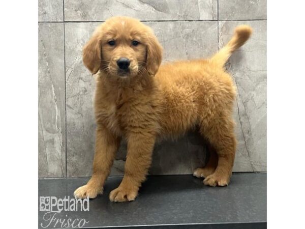 Golden Retriever-Dog-Male-Golden-31191-Petland Frisco, Texas