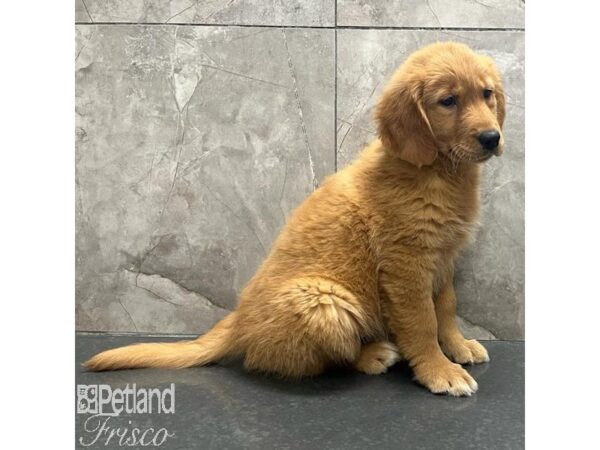Golden Retriever-Dog-Female-Golden-31192-Petland Frisco & Mckinney, Texas