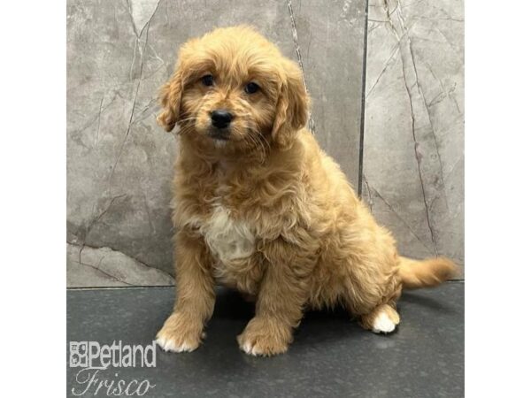 Goldendoodle Mini Dog Female Red 31193 Petland Frisco, Texas