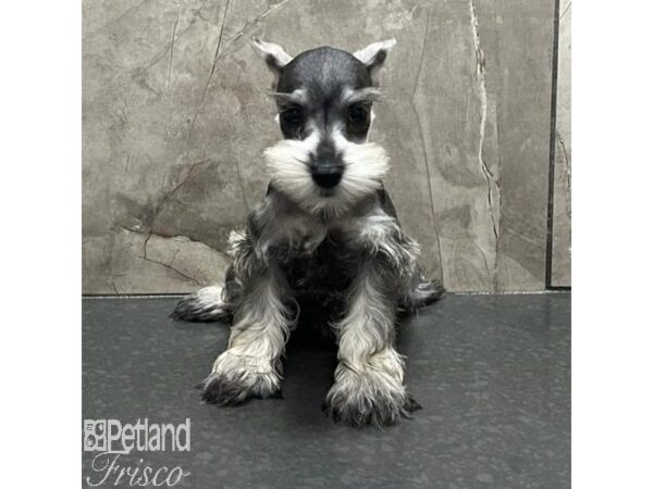 Miniature Schnauzer-Dog-Female-Salt / Pepper-31194-Petland Frisco & Mckinney, Texas