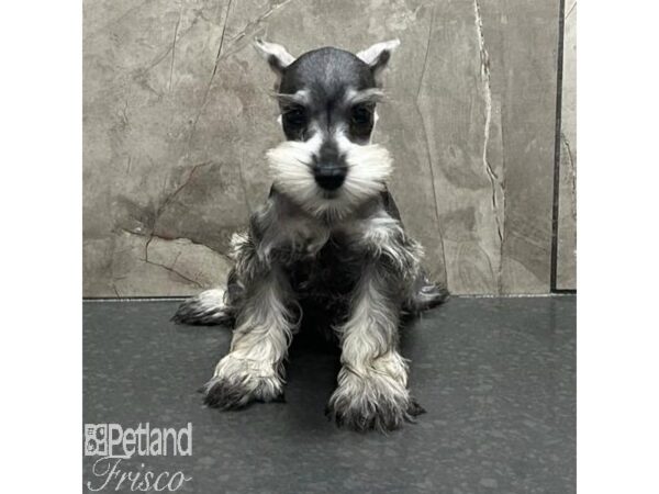 Miniature Schnauzer Dog Female Salt / Pepper 31194 Petland Frisco, Texas