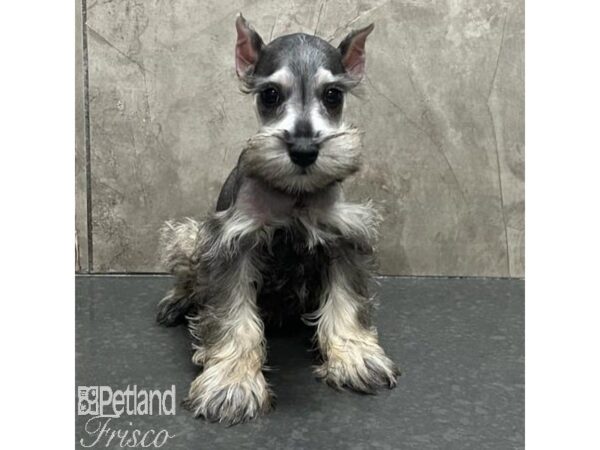 Miniature Schnauzer-Dog-Female-Salt / Pepper-31195-Petland Frisco & Mckinney, Texas