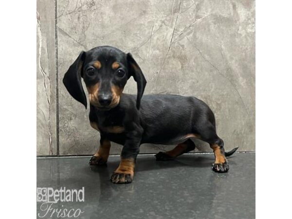 Miniature Dachshund Dog Female Black / Tan 31197 Petland Frisco, Texas