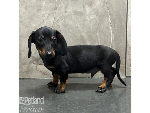 Miniature Dachshund Dog Male Black / Tan 31198 Petland Frisco, Texas