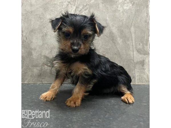 Silky Terrier Dog Female Black / Tan 31199 Petland Frisco, Texas