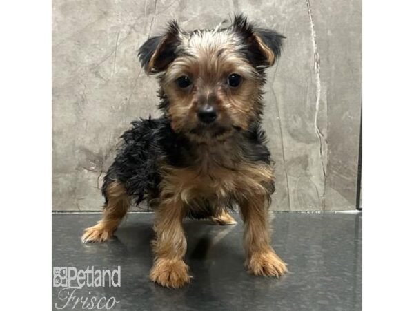 Silky Terrier-Dog-Female-Black / Tan-31200-Petland Frisco & Mckinney, Texas