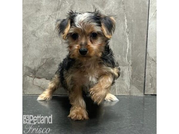 Silky Terrier-Dog-Female-Black / Tan-31202-Petland Frisco, Texas