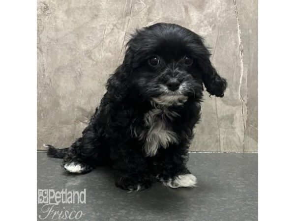 Cavapoo Dog Female Black 31204 Petland Frisco, Texas