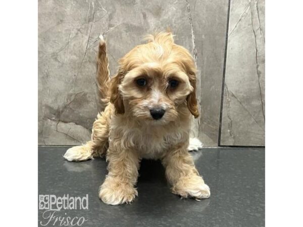 Cavapoo-Dog-Female-Blenheim-31205-Petland Frisco, Texas