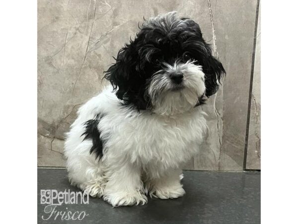 Teddy Bear-Dog-Male-Parti-31004-Petland Frisco & Mckinney, Texas