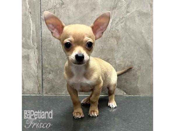 Chihuahua-Dog-Male-Cream-31123-Petland Frisco, Texas