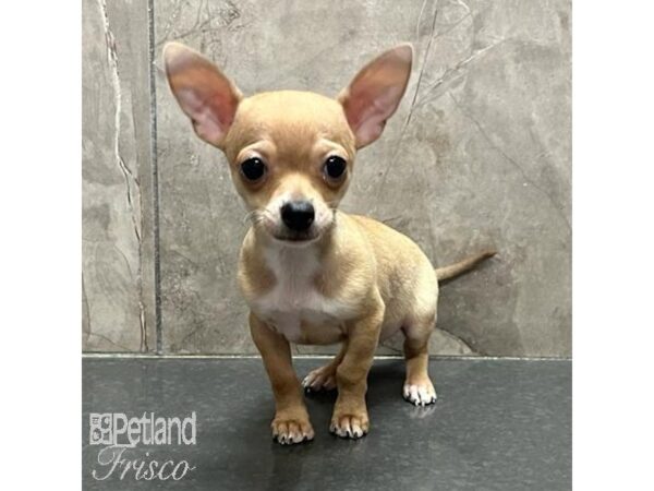 Chihuahua-Dog-Male-Cream-31123-Petland Frisco & Mckinney, Texas
