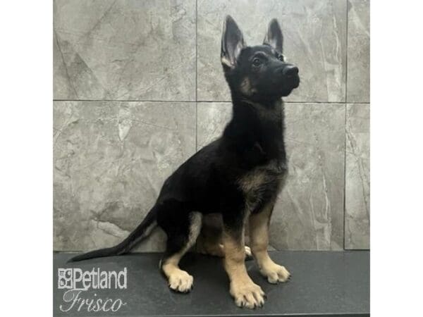 German Shepherd Dog-Dog-Female-Black / Tan-31127-Petland Frisco, Texas