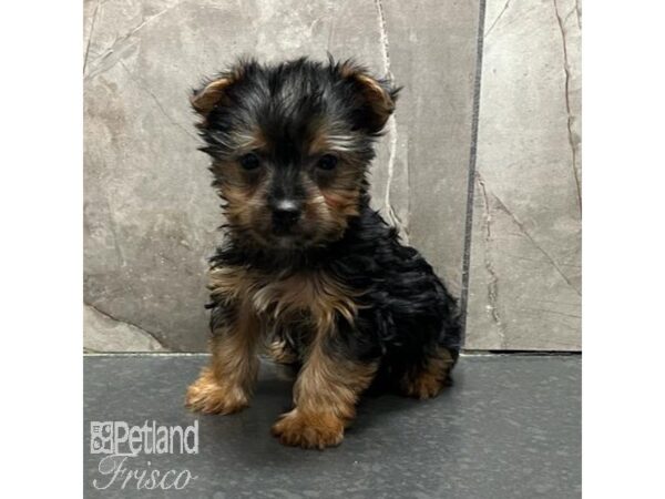 Silky Terrier-Dog-Male-Black / Tan-31201-Petland Frisco, Texas