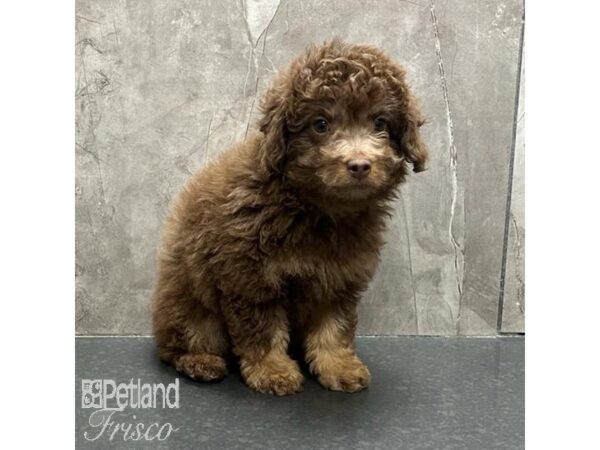 Aussie-Poo Dog Male Chocolate 31206 Petland Frisco, Texas