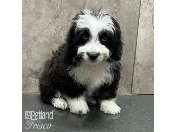 [#31208] Black and White Female Aussie-Poo Puppies For Sale