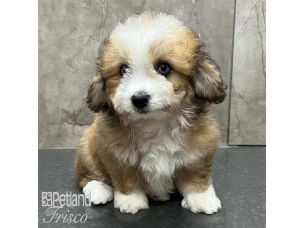 Aussie-Poo Dog Male White and Brown 31209 Petland Frisco, Texas