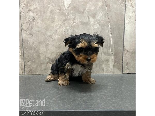 Yorkshire Terrier Dog Female Black / Tan 31275 Petland Frisco, Texas