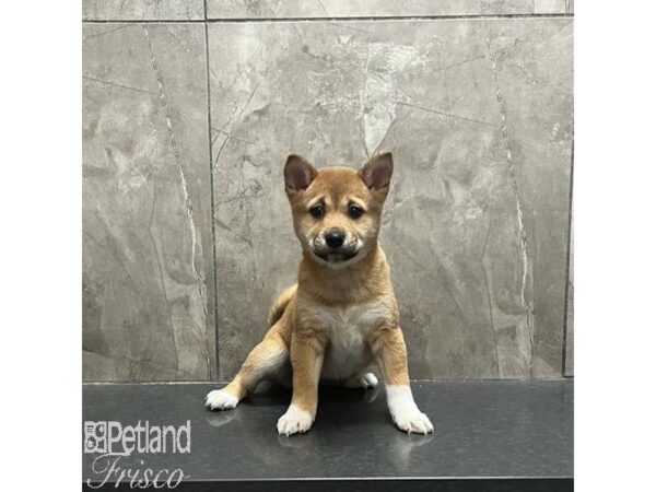 Shiba Inu-Dog-Female-Red Sesame-31259-Petland Frisco, Texas