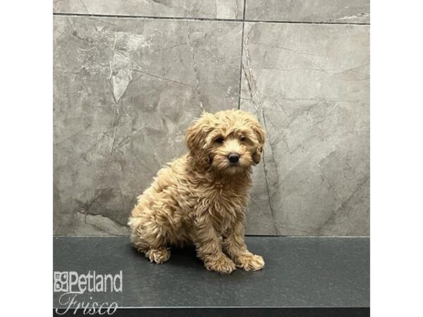 Goldendoodle Mini Dog Female Apricot 31241 Petland Frisco, Texas