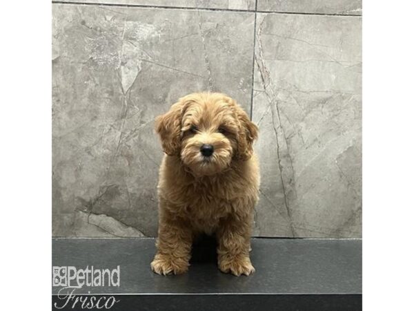 Goldendoodle Mini Dog Male Apricot 31240 Petland Frisco, Texas