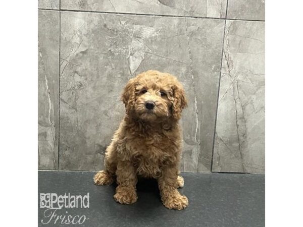 Goldendoodle Mini-Dog-Male-Apricot-31239-Petland Frisco & Mckinney, Texas