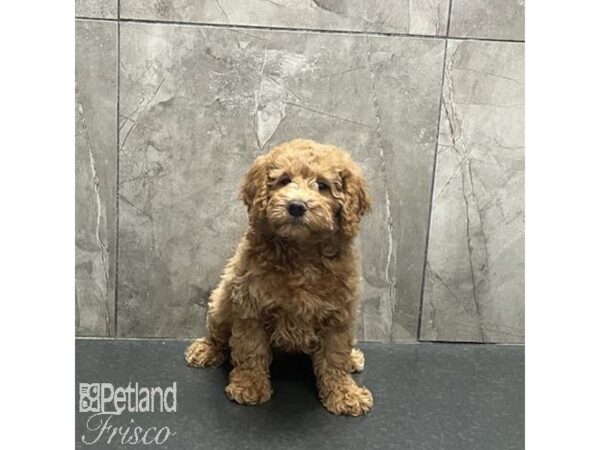 Goldendoodle Mini Dog Male Apricot 31239 Petland Frisco, Texas