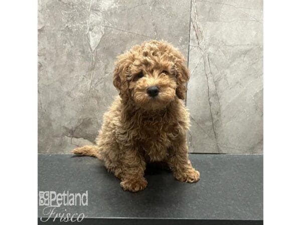[#31238] Apricot Male Goldendoodle Mini Puppies For Sale