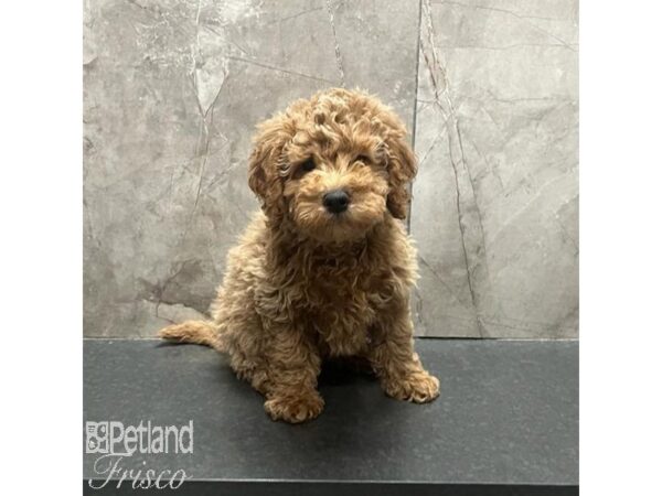 Goldendoodle Mini Dog Male Apricot 31238 Petland Frisco, Texas