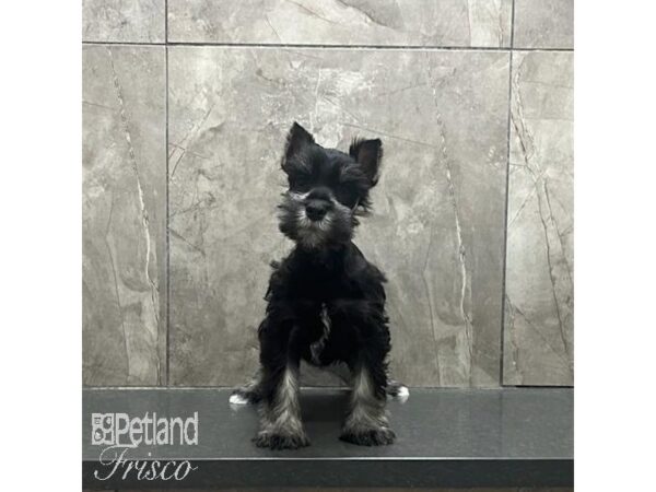 Miniature Schnauzer-Dog-Male-Black and Silver-31237-Petland Frisco & Mckinney, Texas