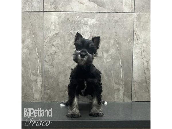 Miniature Schnauzer Dog Male Black and Silver 31237 Petland Frisco, Texas